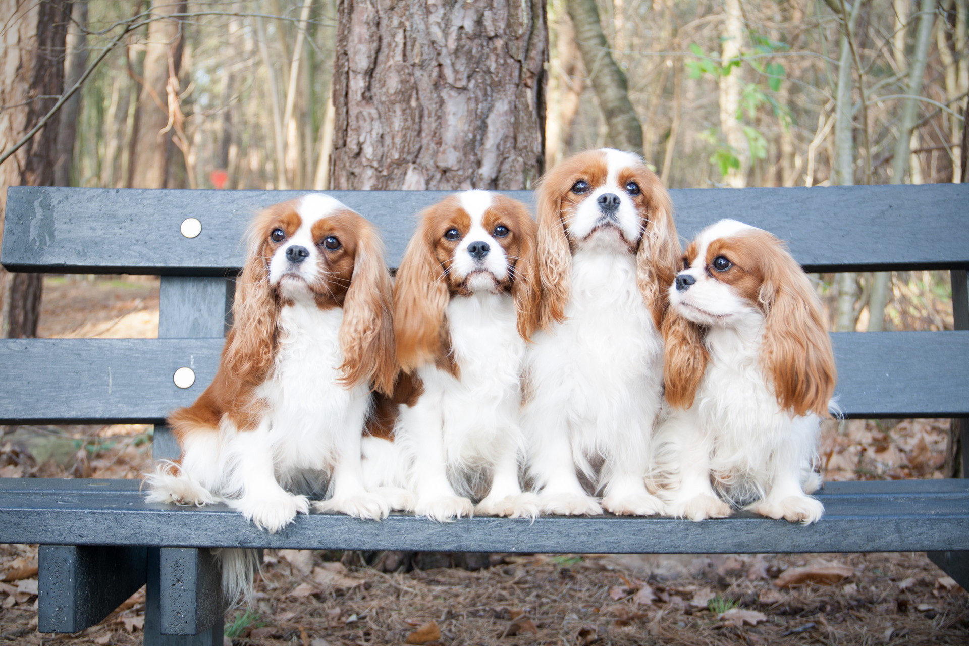 Cavalier King Charles Spaniel