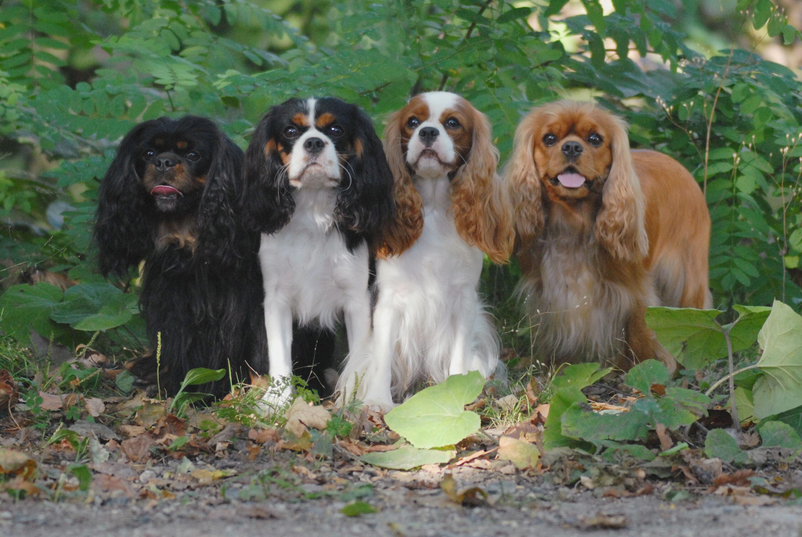 Cavalier King Charles Spaniel