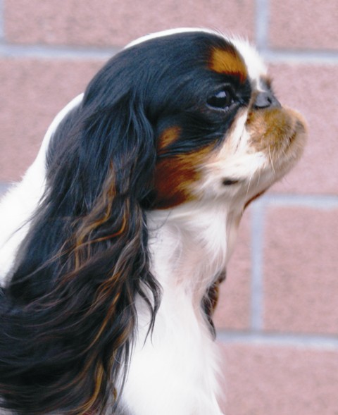 Cavalier King Charles Spaniel