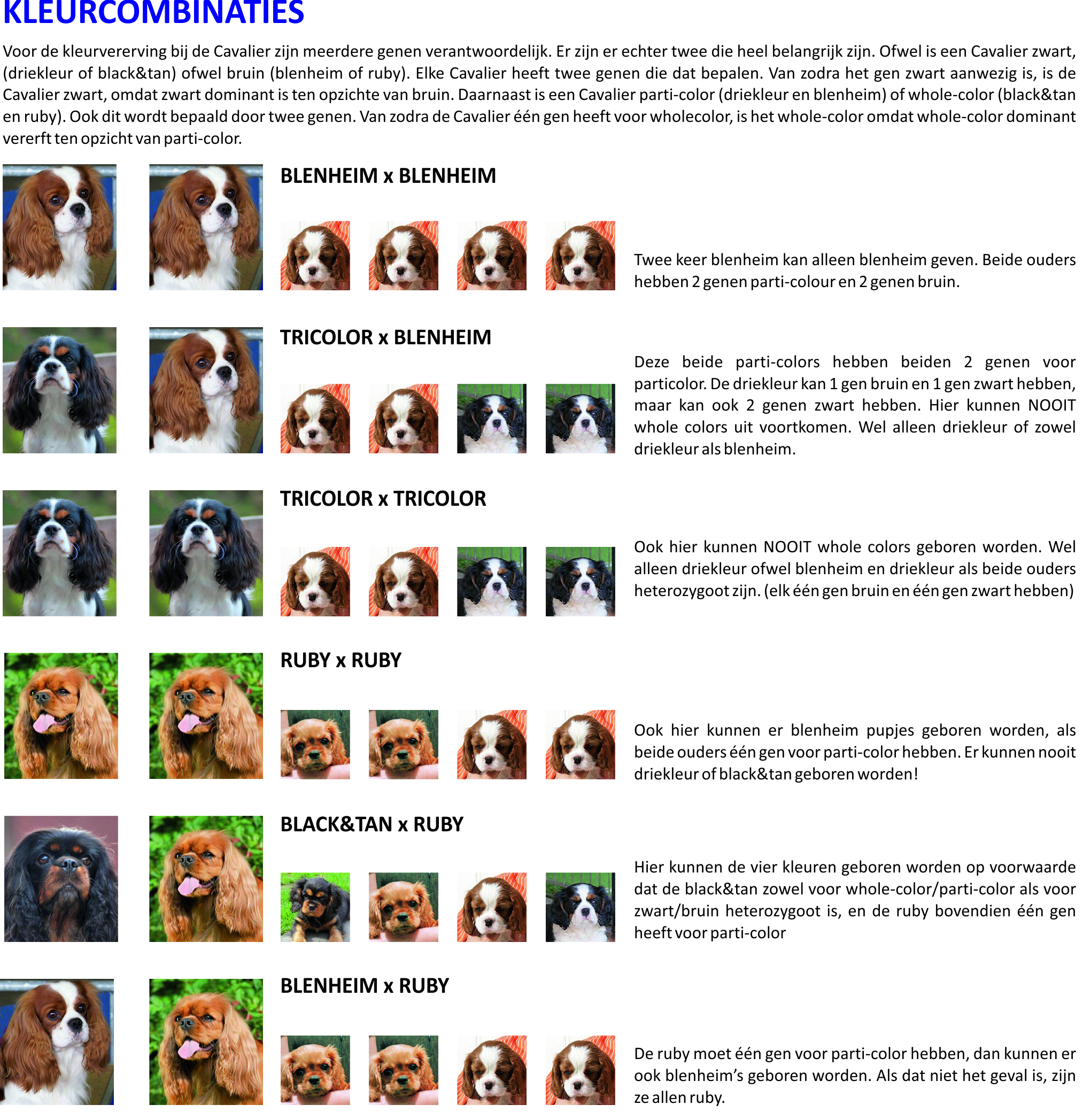 Cavalier King Charles Spaniel