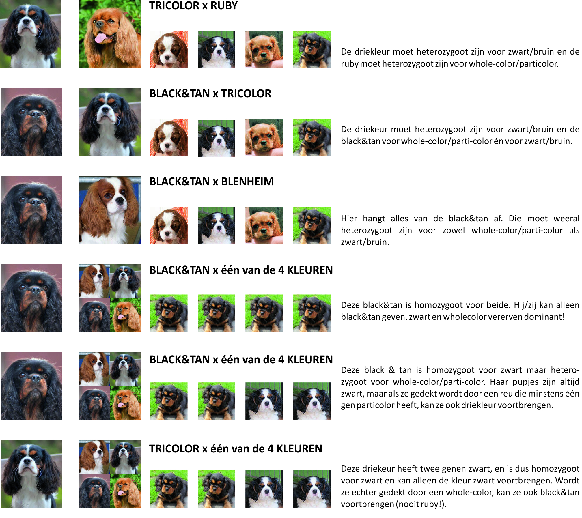 Cavalier King Charles Spaniel