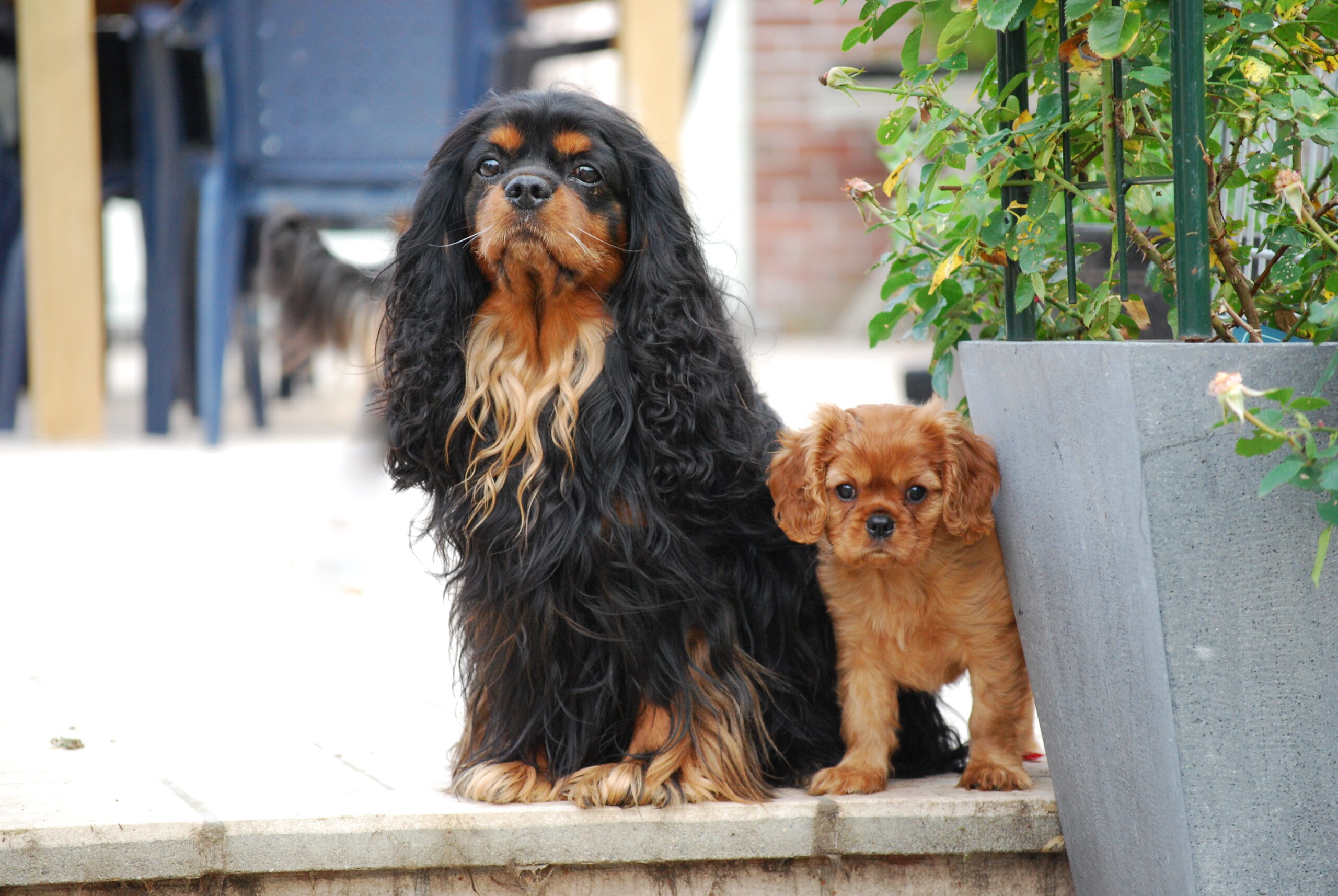 Cavalier King Charles Spaniel