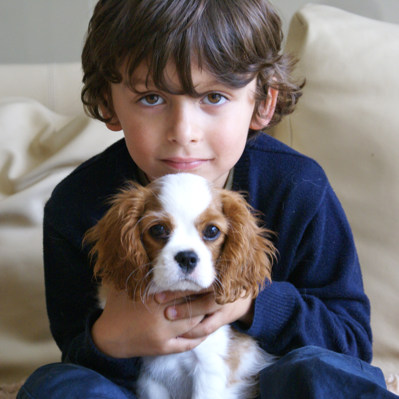 Cavalier King Charles Spaniel pup