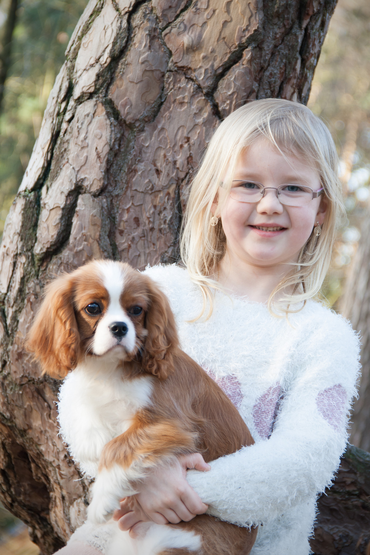 Cavalier King Charles Spaniel pup