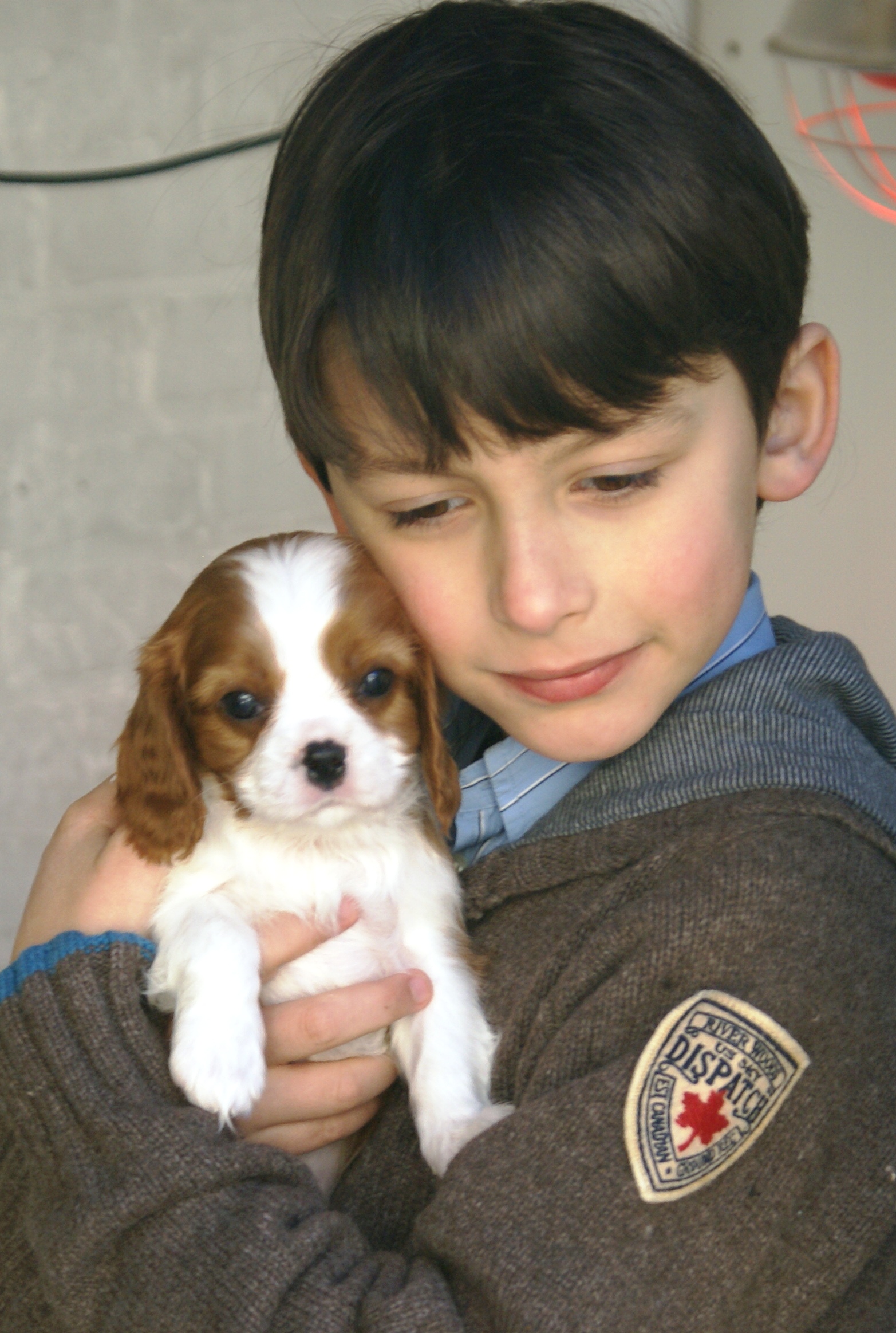 Cavalier King Charles Spaniel pup