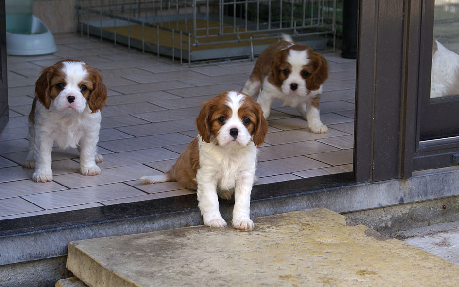 Cavalier King Charles Spaniel pup