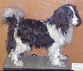 Cavalier King Charles Spaniel