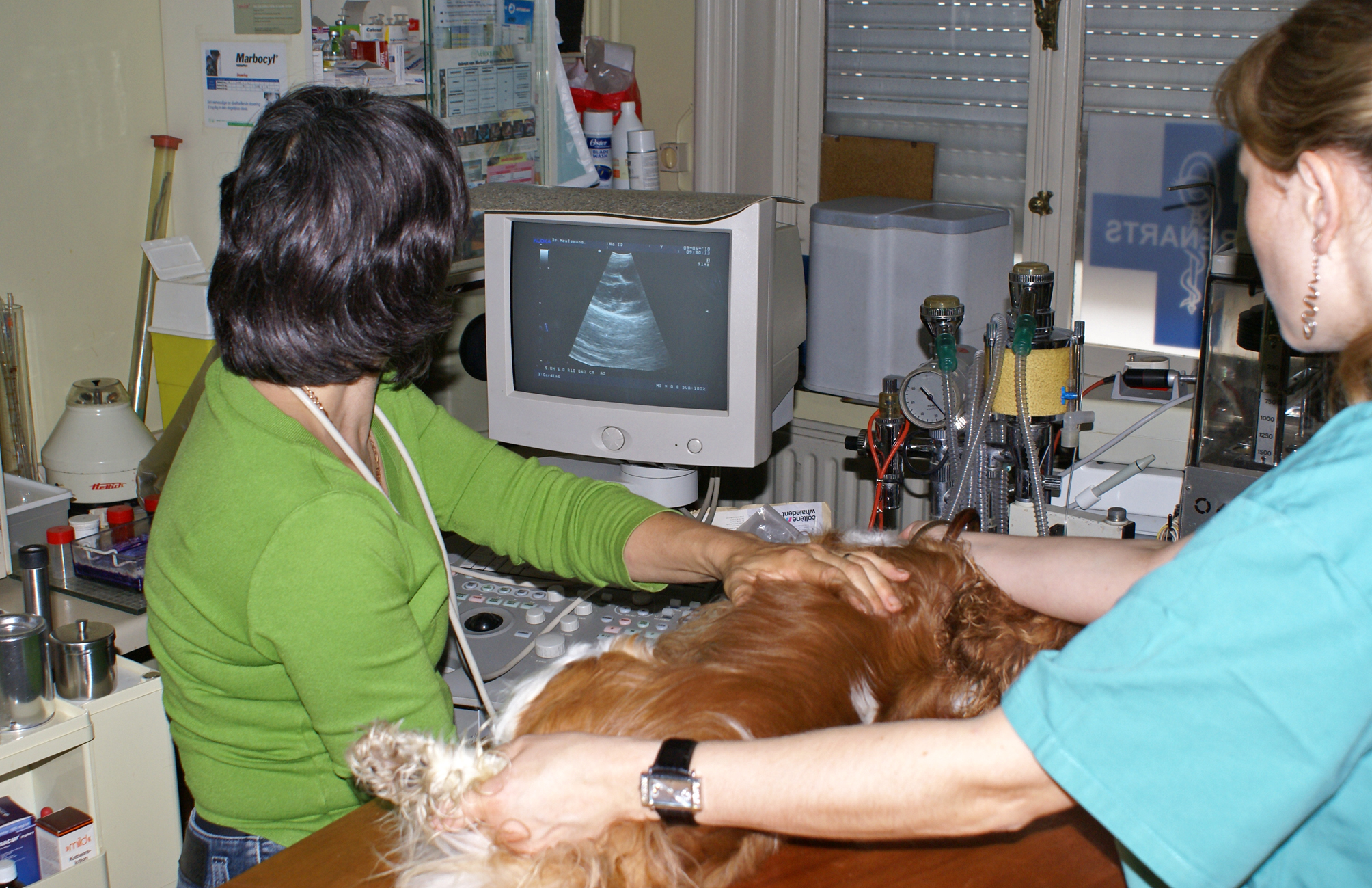 Gezondheid van de Cavalier King Charles Spaniel