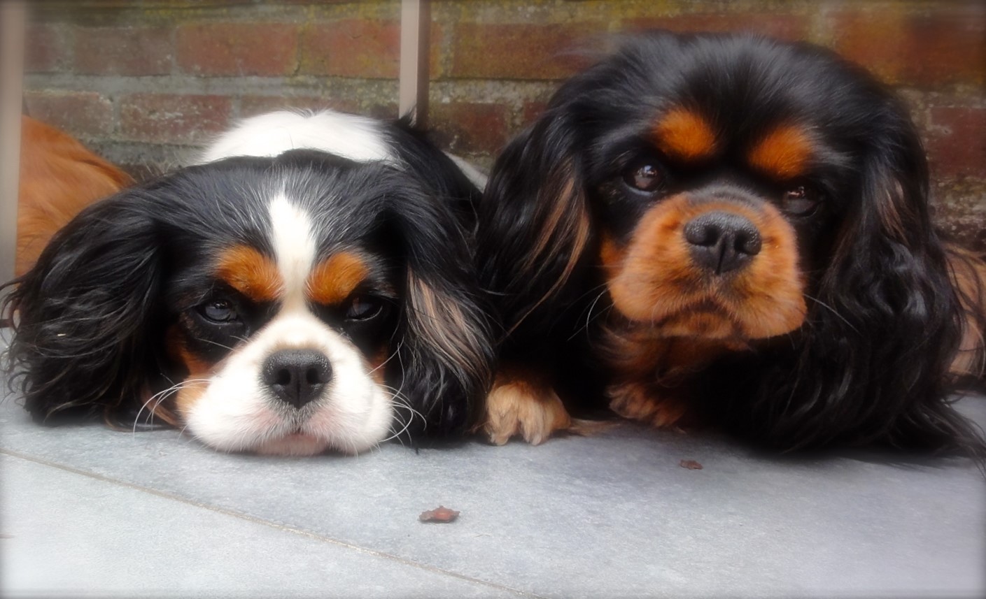 Belgian Cavalier Club