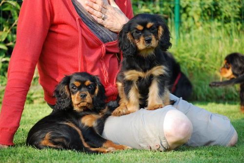 Belgian Cavalier Club