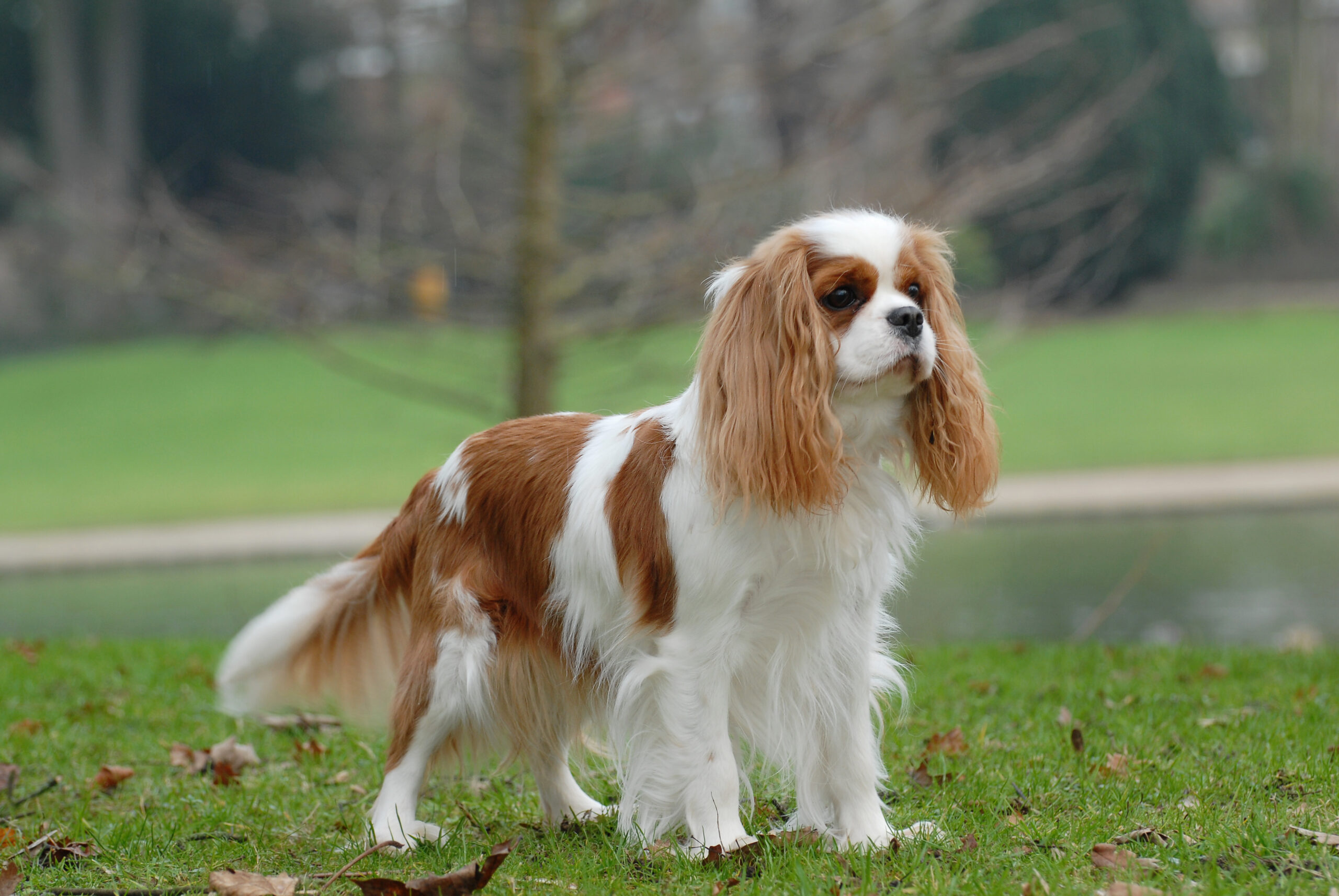 Cavalier King Charles Spaniel