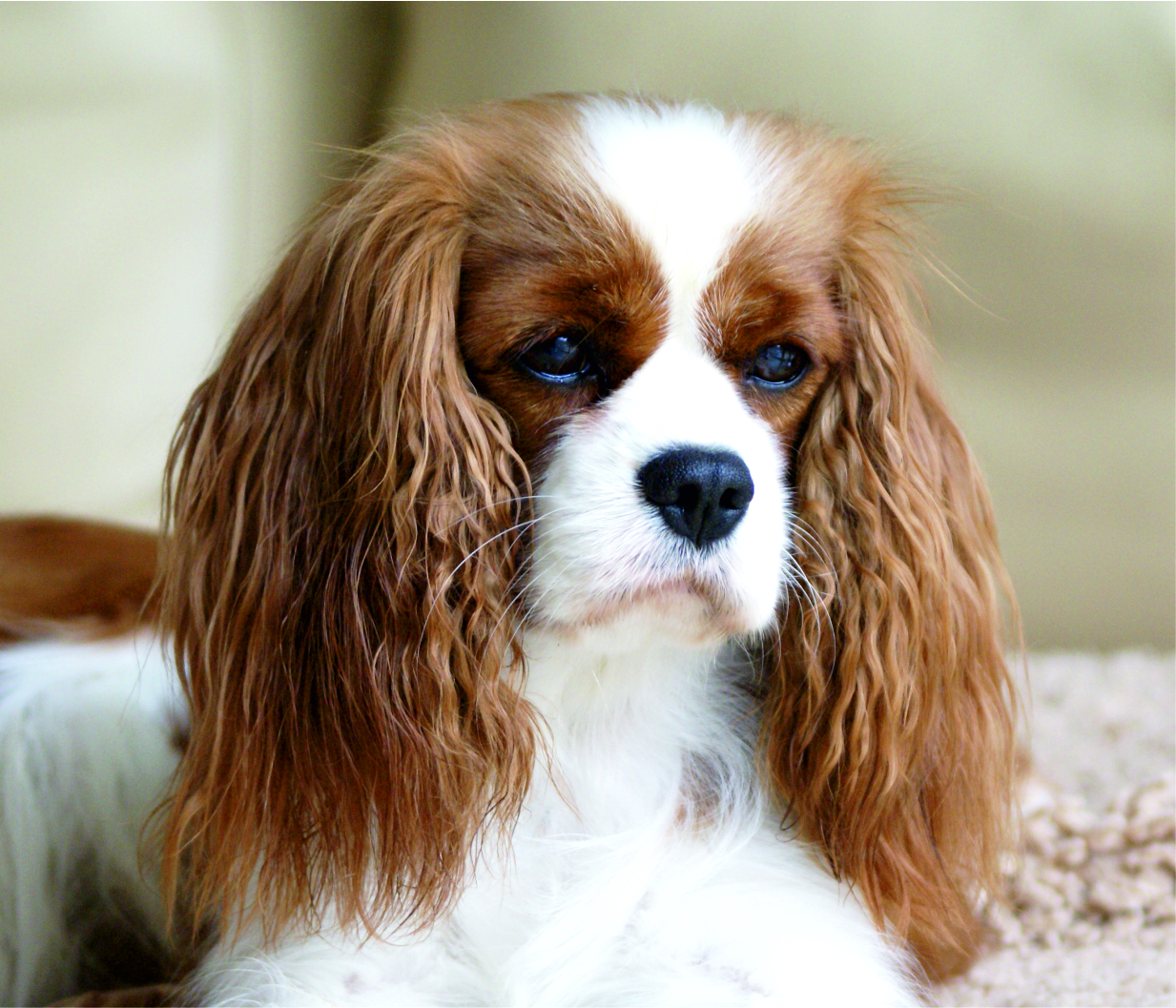 Cavalier King Charles Spaniel