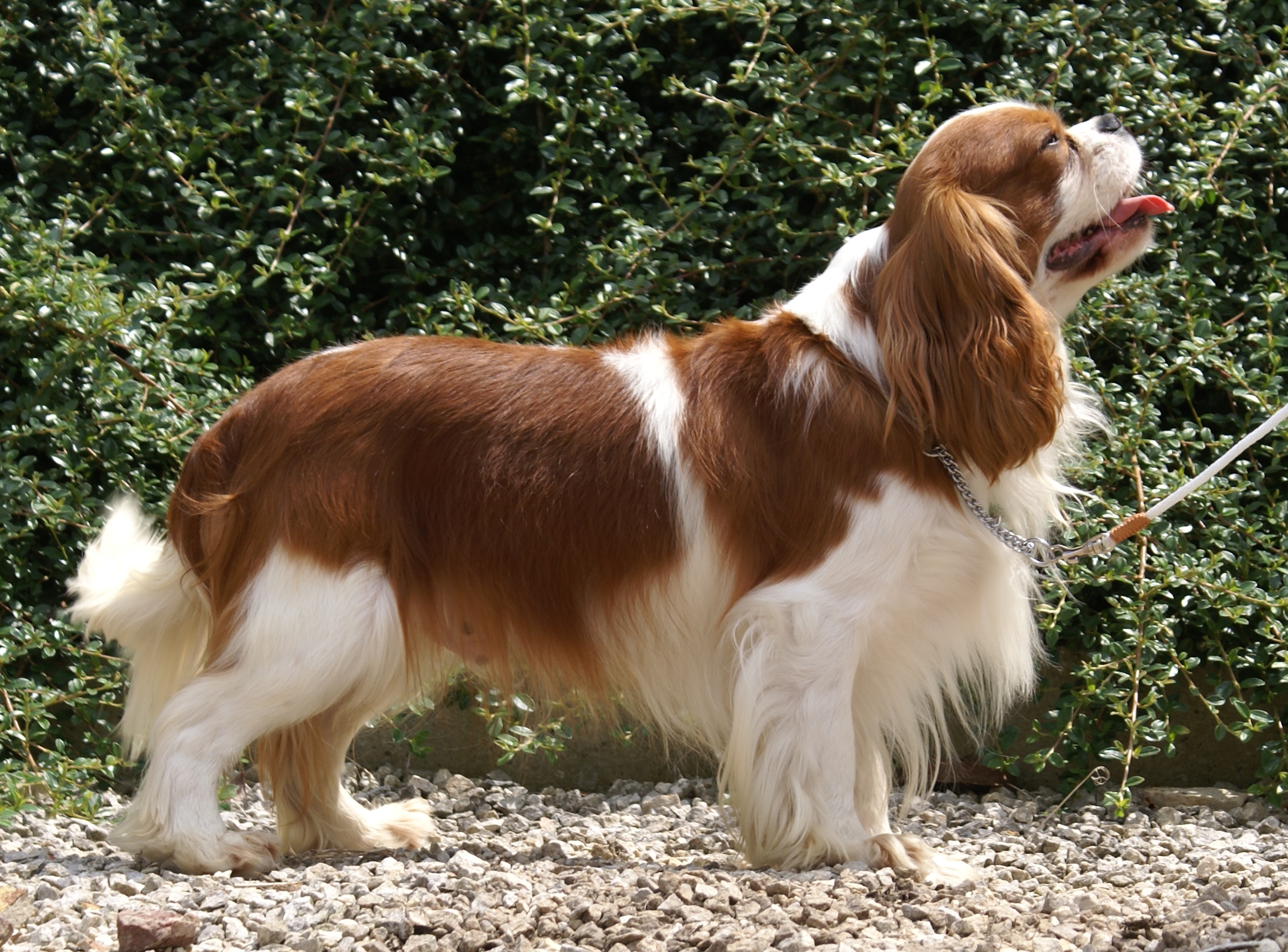 Cavalier King Charles Spaniel